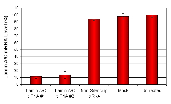 BHK21 Transfection Kit