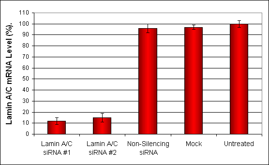 BT20 Transfection Reagent