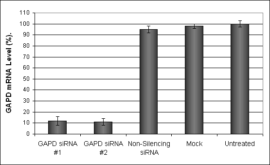 C2C12 Cell Transfection Reagent