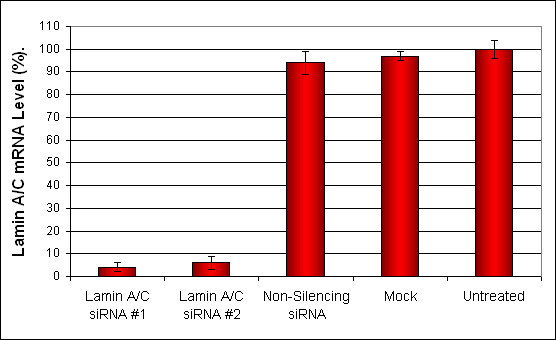 C6 Transfection Reagent