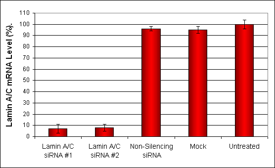 CHO-K1 Transfection Kit