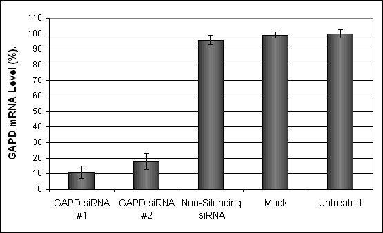 H9c2 Transfection Reagent