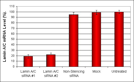 MDCK Cell Transfection Reagent