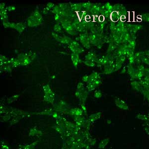 Vero Transfection Reagent Monkey Kidney Cells Invivo And Cell Line Transfection Reagents Altogen Biosystems