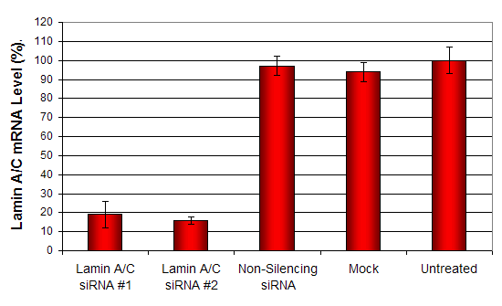 PC12 Transfection Kit