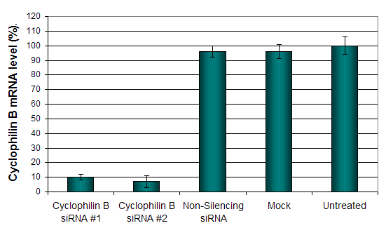 SKNAS Cell Transfection Kit