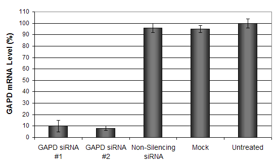 Vero Cell Transfection Kit