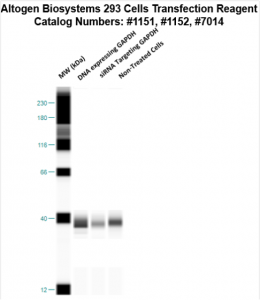 293-cells-transfection-protocol