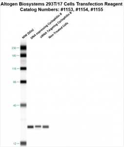 293T-cells-transfection-protocol