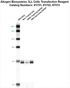 3LL-cells-transfection-protocol