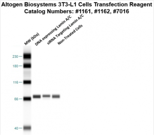 3T3-L1-cells-transfection-protocol