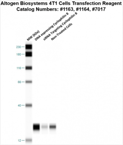 4T1-cells-transfection-protocol