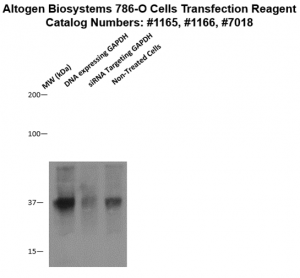 786O-cells-transfection-protocol
