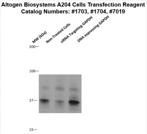 A204-cells-transfection-protocol