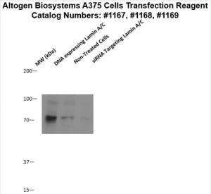 A375-cells-transfection-protocol