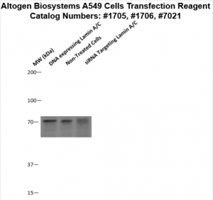 A549-cells-transfection-protocol