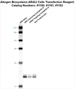 AR42J-cells-transfection-protocol