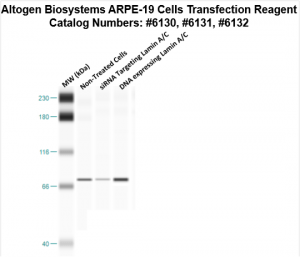 ARPE19-cells-transfection-protocol