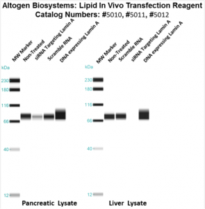 Altogen-Lipid-InVivo-Transfection-Kit-Catalog-5012-2