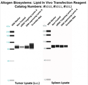 Altogen-Lipid-InVivo-Transfection-Kit-Catalog-5012-3