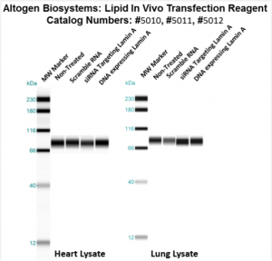 Altogen-Lipid-InVivo-Transfection-Kit-Catalog-5012-4
