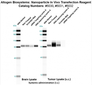 Altogen-Nanoparticle-InVivo-Transfection-Kit-Catalog-5032-3