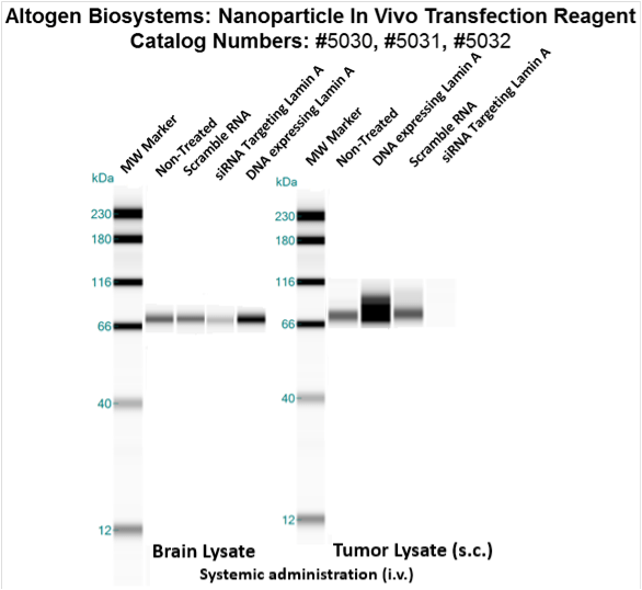 Nanoparticle In Vivo Transfection Reagent | Transfection Reagents ...