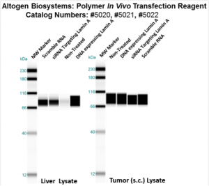 Altogen-Polymer-InVivo-Transfection-Kit-Catalog-5022-2