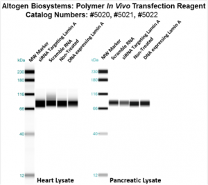 Altogen-Polymer-InVivo-Transfection-Kit-Catalog-5022-3