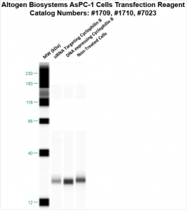 AsPC1-cells-transfection-protocol