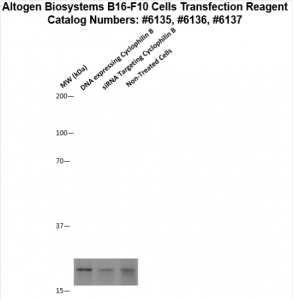 B16F10-cells-transfection-protocol