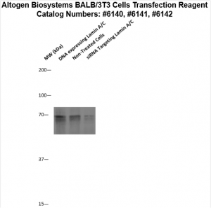 BALB3T3-cells-transfection-protocol