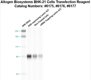BHK21-cells-transfection-protocol
