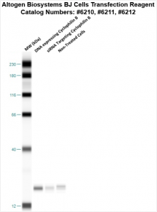 BJ-cells-transfection-protocol