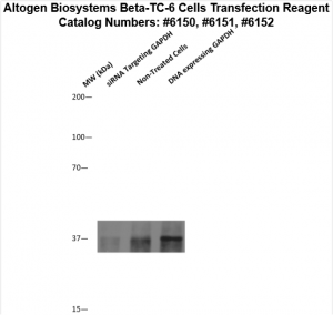 BetaTC6-cells-transfection-protocol