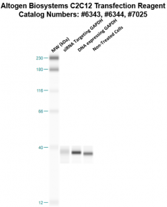 C2C12-cells-transfection-protocol