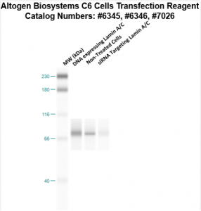 C6-cells-transfection-protocol