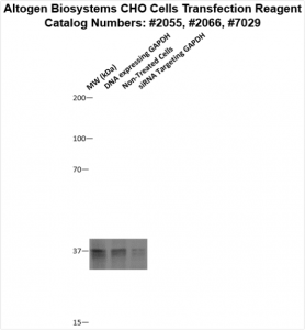 CHO-cells-transfection-protocol