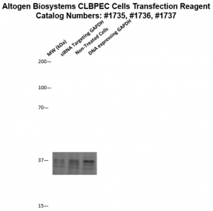 CLBPEC-cells-transfection-protocol