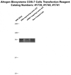 COS7-cells-transfection-protocol