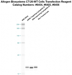 CT26WT-cells-transfection-protocol