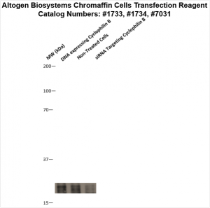 Chromaffin-cells-transfection-protocol