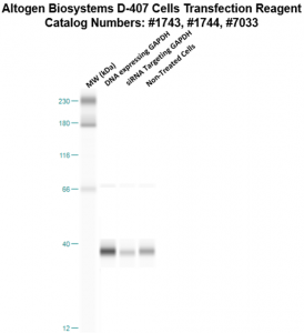 D407-cells-transfection-protocol