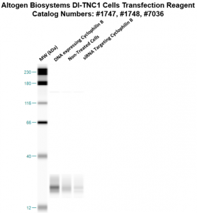 DITNC1-cells-transfection-protocol