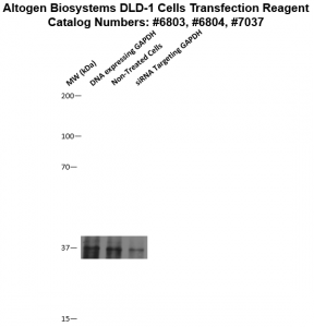 DLD1-cells-transfection-protocol