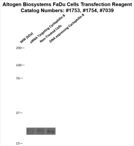 FaDu-cells-transfection-protocol