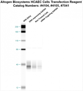 HCAEC-cells-transfection-protocol