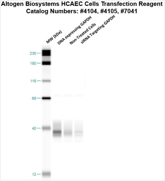 HCAEC Transfection Kit (Coronary Artery Endothelial) | Transfection ...