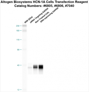 HCN1A-cells-transfection-protocol