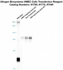 HMEC-cells-transfection-protocol